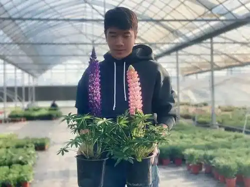 120㎡房子卖了小伙痴迷种花成顶流姐姐们猛追直播他是我的梦中情人