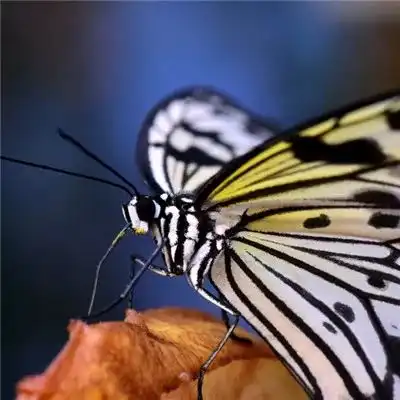 2023最新唯美蝴蝶风景头像