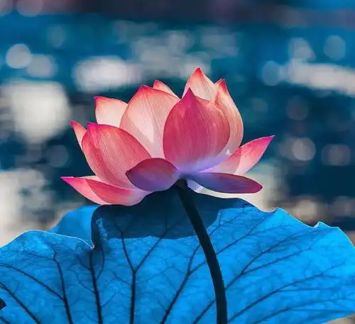 会反思,善于调整自己情绪的星座,他们往往冰雪聪明