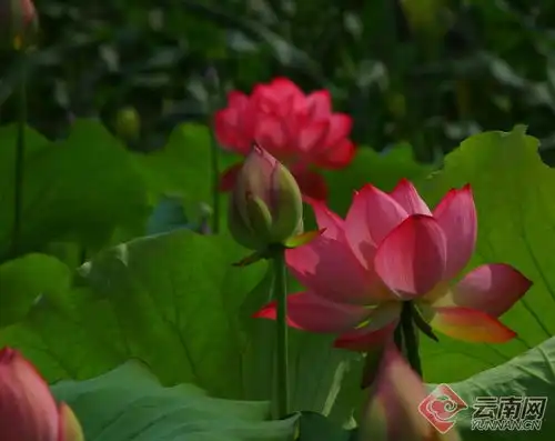 云南腾冲荷花绽放美在当夏