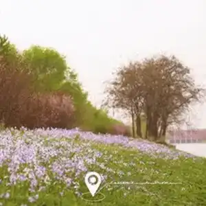 看诗词里的金盏,寻一路繁花