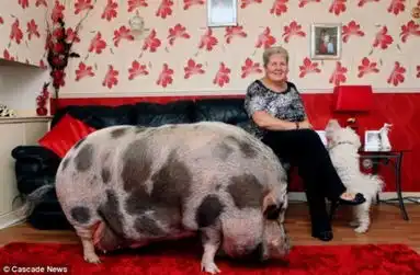 英妇女迷你宠物猪长成254斤大肥猪