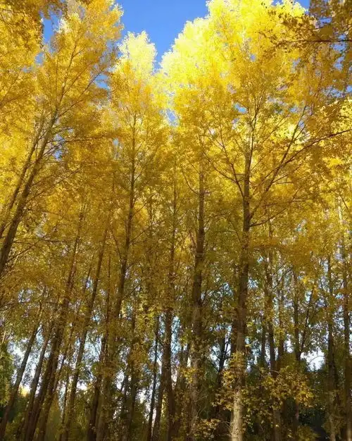 谁把甘孜的秋天打翻了简直要逼疯摄影师