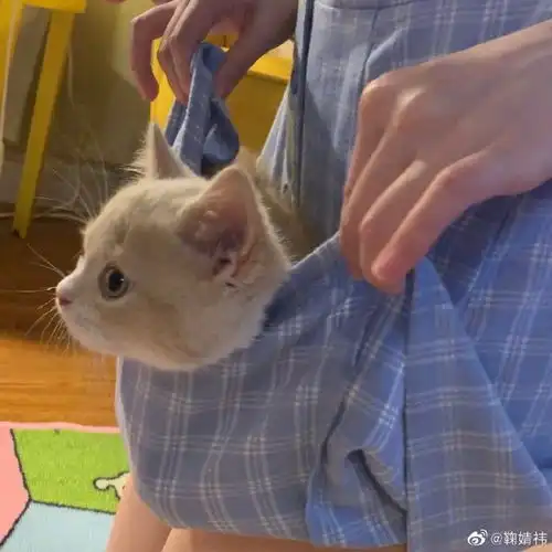 鞠婧祎用裙子兜着小奶猫,膝盖处显瓶盖大小红印,不考虑p掉