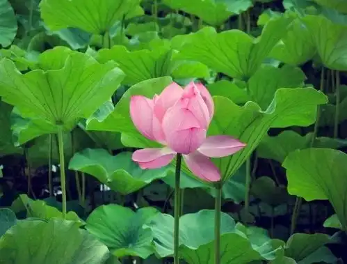 太美了成都绝美赏荷地图,坐公交就能去,快约朋友周末就去