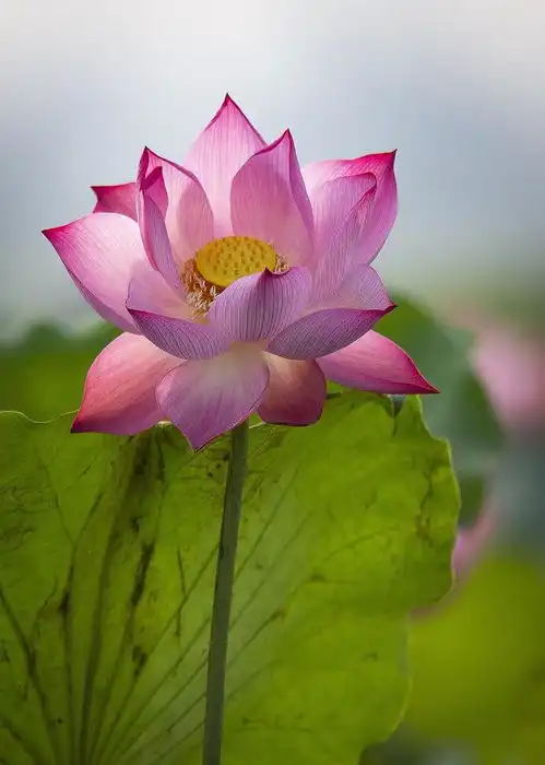 11个荷花摄影技巧,荷花照片拍好看,很简单