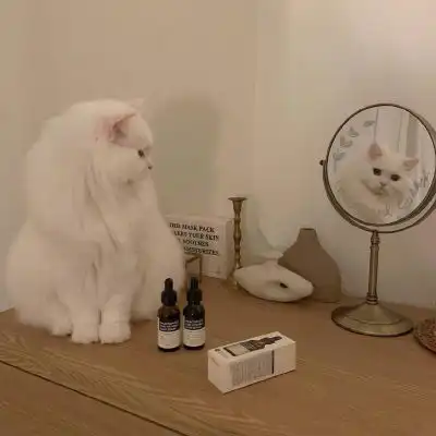 宅家的日子猫咪背景图