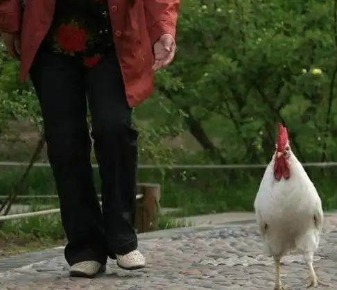 女子与170斤宠物猪同床4年不嫌臭奇葩宠物欢乐多