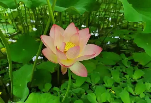 79柳江万亩荷花相约莲花小镇纯玩一日搜狐旅游搜狐网