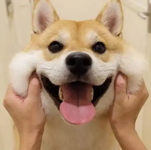 听说看到这只狗狗的人,都忍不住笑了出来