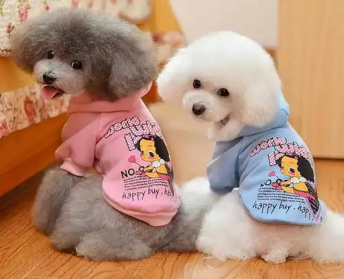 为什么泰迪和博美一样可爱,但销量却泰迪最高其实有几个原因