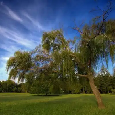 2023落日唯美风景头像