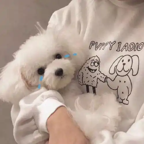 动物头像什么都要经历什么都要走出来