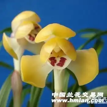 富贵之光子母2苗2大芽