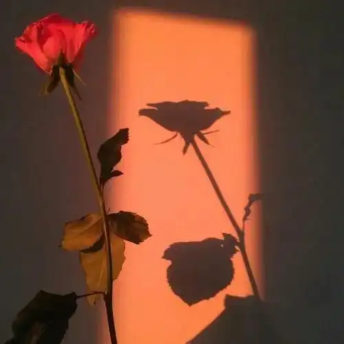 微信女头像招财吉祥带来