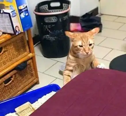 猫咪劈叉上厕所,拉到了猫砂盆外面,猫厕所太小,不够我发挥姿势