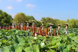 美女带你游湿地,洪泽湖畔千荷园荷花争相绽放