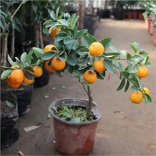 4种镇宅树,家里有地方,至少放上一盆,吉祥还旺财腾讯新闻