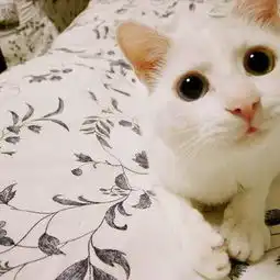 亮晶晶小星星