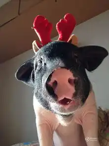 北京一女子养170斤宠物猪同一被窝睡觉