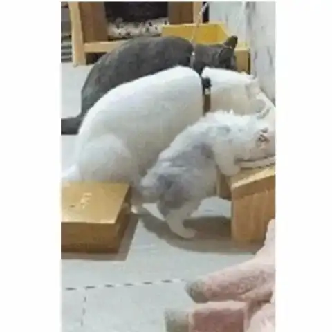 奶猫跟爸妈一起吃饭实在太累,不劈叉都吃不到