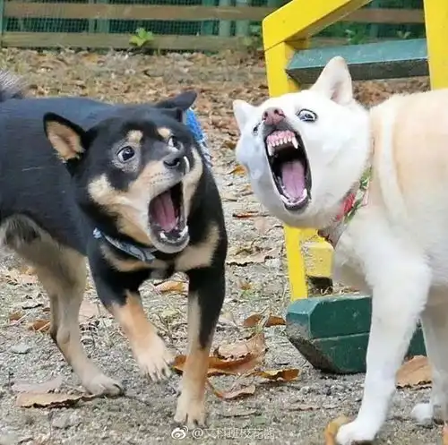 笑,是最便宜的奢侈品