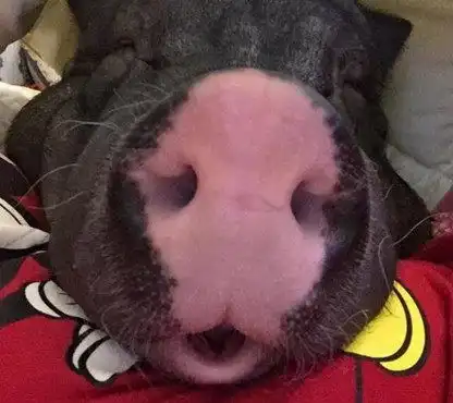 女孩养了一只宠物猪,几月就将它喂成如此形态,让人看见觉得心惊