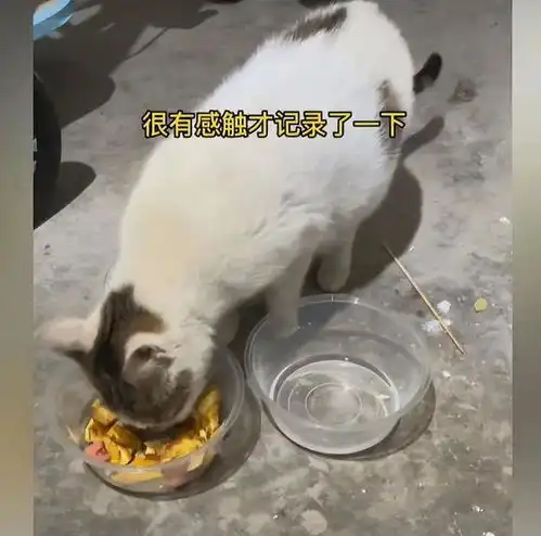 女子下车库被母猫拦住,猫妈妈的求助,让网友们觉得太有灵性