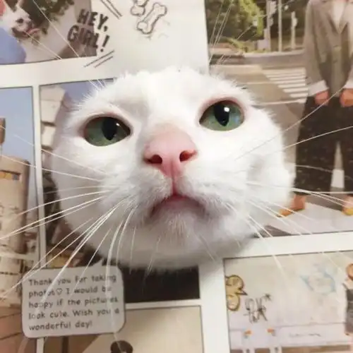 情侣头像南风未起,念你成疾