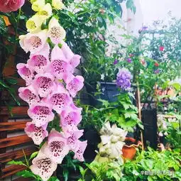 园丁奖露台组019号微语的花园遇见.乐享当下