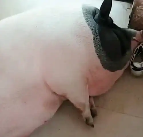 男子怕爷爷太无聊,给他买了只迷你猪,一年后竟长到100多斤