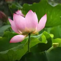 美丽的荷花微信头像,一个字美,适合女生专用的