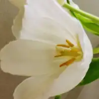 百合花头像图片,最美淡雅的白色百合花图片头像