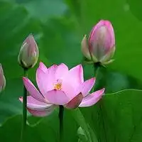 最新莲花图片唯美头像微信头像图片大全