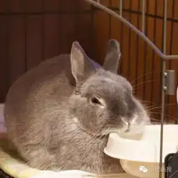 兔子头像微信呆萌