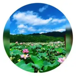微信头像荷花女孩广昌县