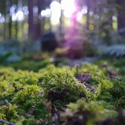 绿色微信头像高清唯美绿色的苔藓图片