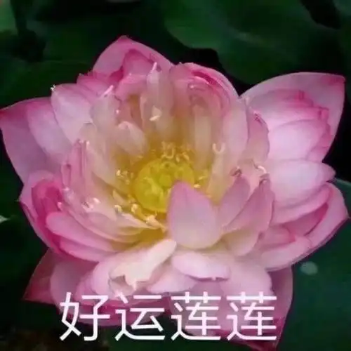 我有精神分裂症嫁给了个子矮的他我老是嫌她妈妈个子矮嫌老公个子矮嫌小孩个子矮说明什么