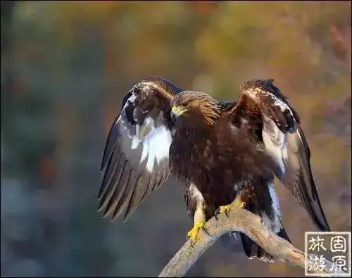 金钱豹一家三口现身六盘山