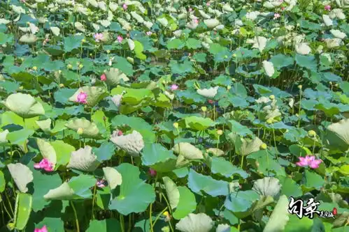 绝了江北这里的荷花比1.7m的小姑娘还要高