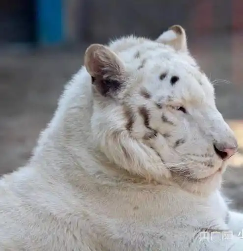 福见年味萌虎迎春福虎陪您过大年