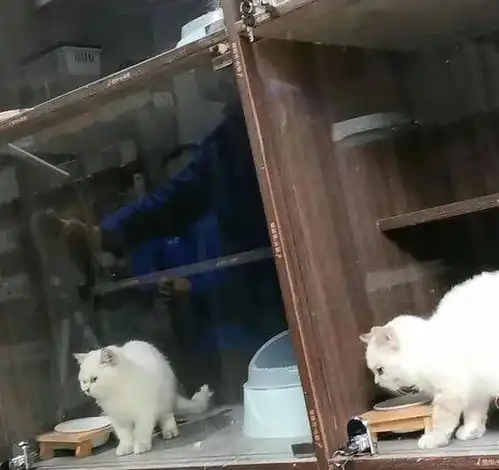 公猫变母猫西安女子花2300买了只公猫,一查竟是猫瘟母猫