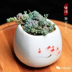 精品图说多肉植物美人系列,惊艳无比