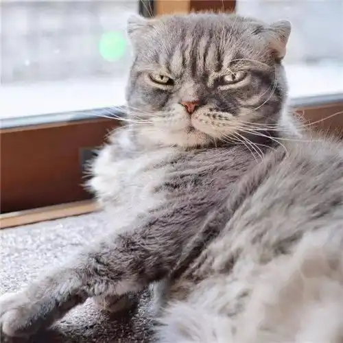 日本有一只网红喵,分分钟给你表演霸道总裁