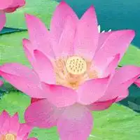 好看的荷花微信头象微信头像图片大全