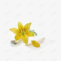 黄花菜花素材图片免费下载高清装饰图案png千库网图片编号5421962
