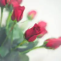 五颜六色绽放的唯美意境花朵头像,像一张张美丽可爱的脸儿