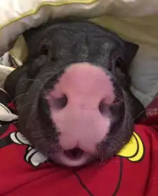 北京一女子与170斤宠物猪五花同睡一被窝