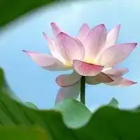 禅意莲花头像图片微信头像图片大全