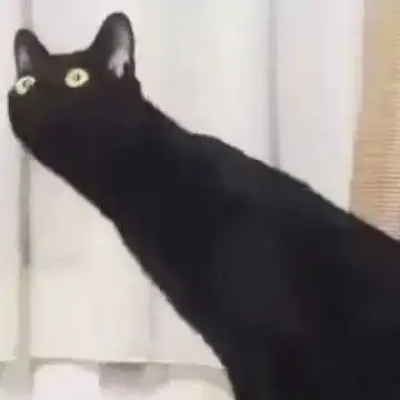 2个猫咪情侣头像一左一右,情侣头像图片